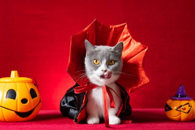 Cadılar Bayramı karakteri olarak cadılar bayramı pelerinli şirin İngiliz kısa hava kedisi ve yanında da balkabağı var.