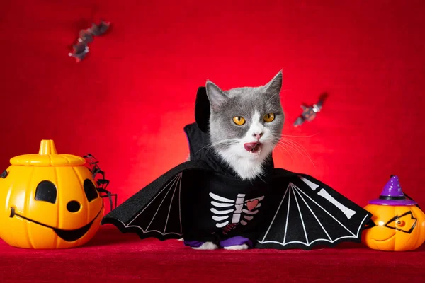 Słodkie Brytyjski Krotkie Kot Nosi Halloween Szkielet Sukienka Jack Latarnie — Zdjęcie stockowe