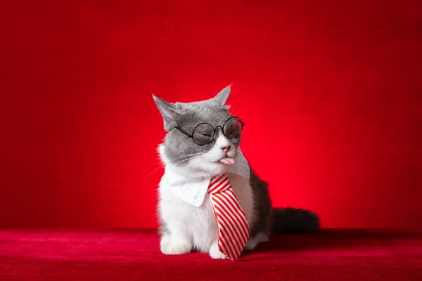 Słodkie Brytyjski Krotkie Kot Biznes Krawat — Zdjęcie stockowe