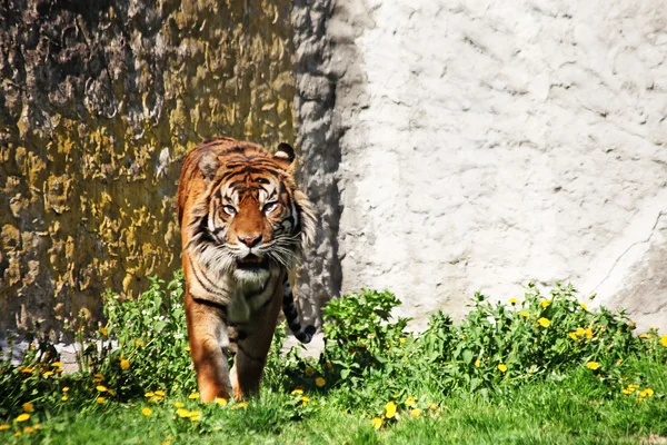 Tigre andando na grama — Fotografia de Stock