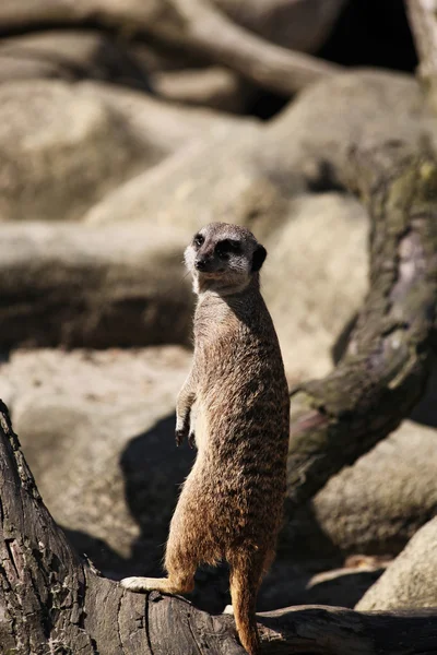 meerkat dal