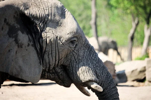 Elefante de perto — Fotografia de Stock