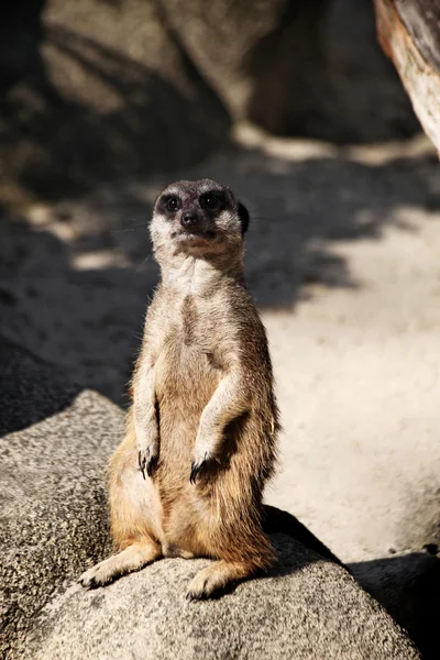 kayanın üzerinde oturan meerkat
