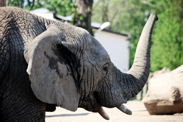 Слон с туловищем — стоковое фото