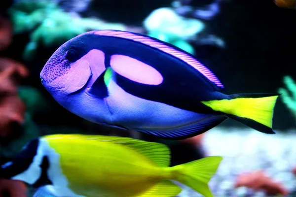 Renkli balık Telifsiz Stok Fotoğraflar