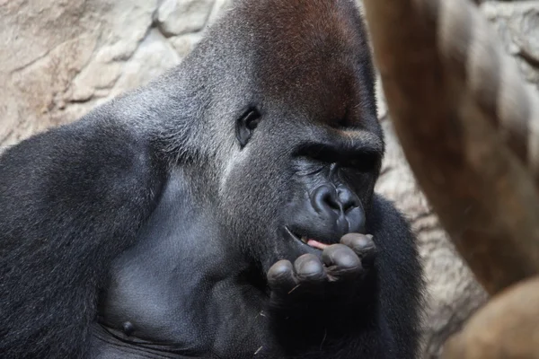 Gorila de mãos dadas sobre a boca — Fotografia de Stock
