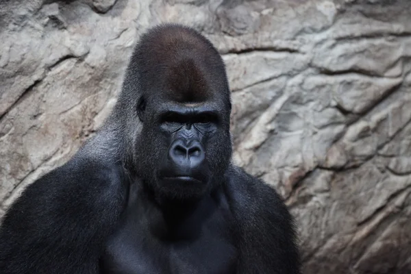 Gorila preto no fundo rochoso — Fotografia de Stock