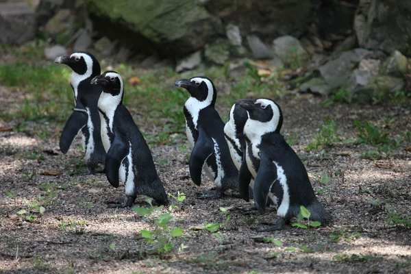 bir grup içinde ayakta penguenler