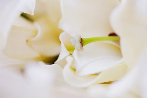 Beyaz lilyum yaprakları ve stamens