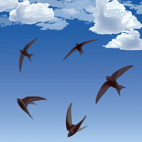on cloud swifts