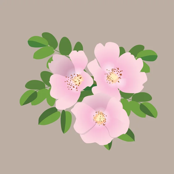 Dog rose gentle pink bouquet