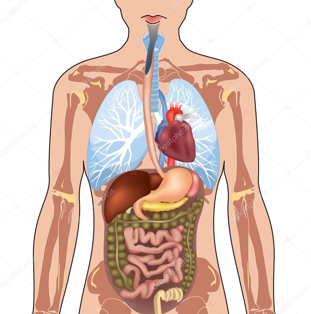 Featured image of post Fisiolog a Humana Fisiologia Wallpaper La anatom a es la ciencia que estudia la conformaci n y estructura de los seres vivos