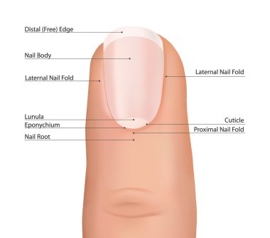 Nail finger anatomy.