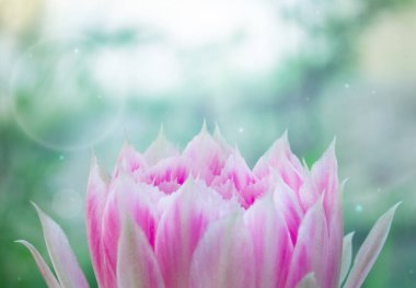 Çiçek doğal ışıkla kapanır. 