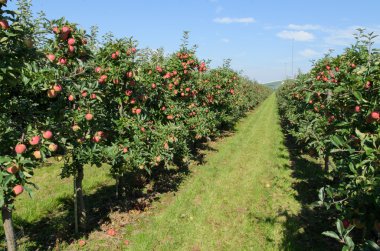 elma ile elma ağaçlarının