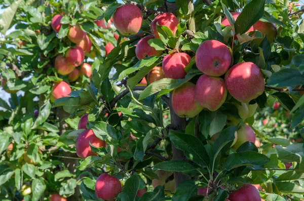Manzanos con manzanas — Foto de Stock
