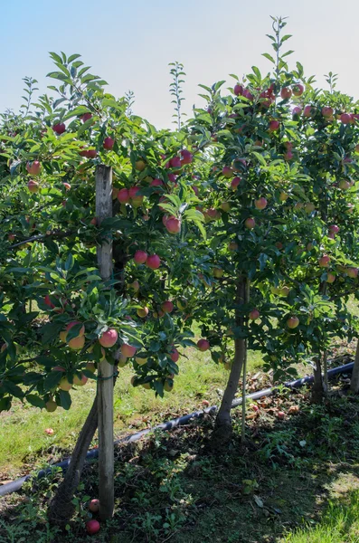elma ile elma ağaçlarının