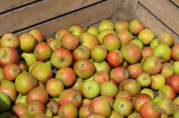 Яблоки в ящике с фруктами — стоковое фото