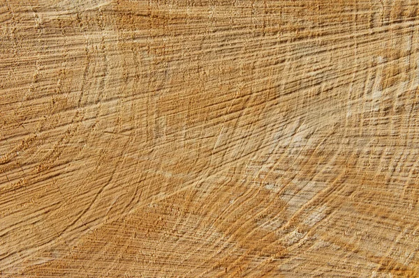 Tree trunk   background — Stock Photo, Image