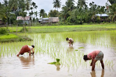 Çiftçi Güney Laos pirinç hasat