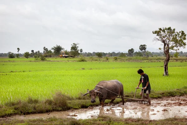 Wereldwijd rijst groeien en het verzamelen van — Stockfoto