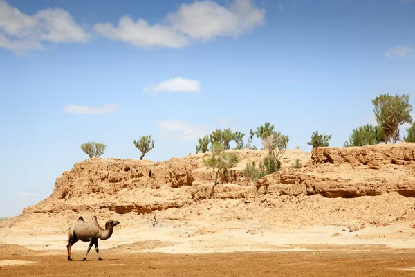 Camel in the Gobi Desert — Stock Photo, Image