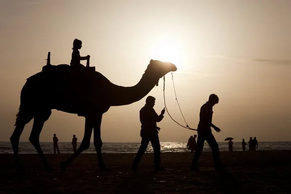 Καμήλα στην παραλία — Φωτογραφία Αρχείου