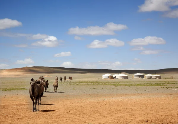 Caravana de camellos —  Fotos de Stock