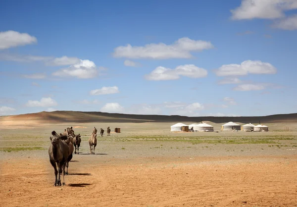 Kameel caravan — Stockfoto