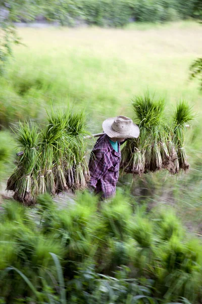 Culture du riz — Photo