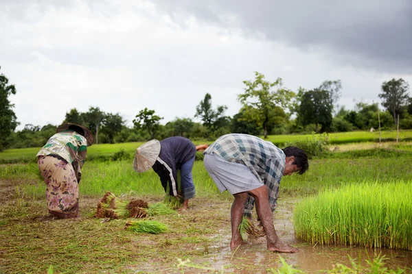 Çiftçi Güney Laos