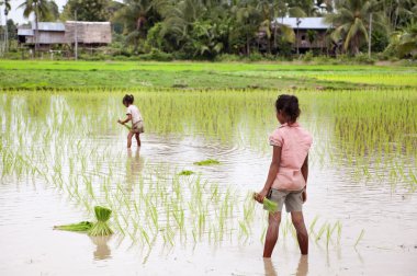 Çiftçi Güney Laos pirinç hasat