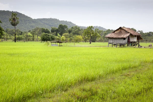 Campos de arroz — Fotografia de Stock