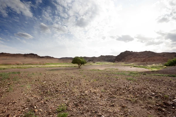 Solitude in the desert — Stock Photo, Image