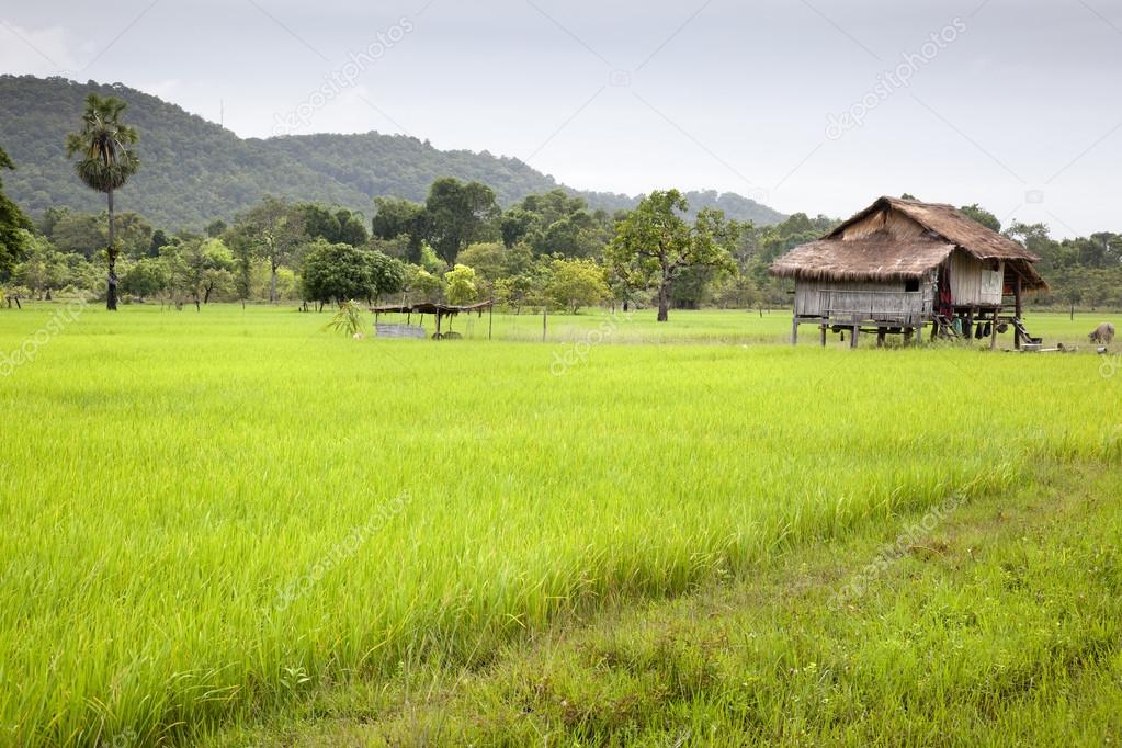 Rice field