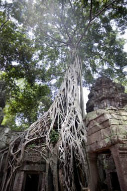 Ta Prohm