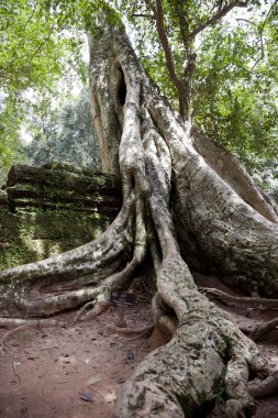 Ta Prohm