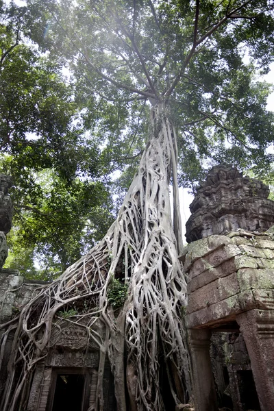 Ta Prohm