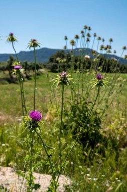 Matarranya 'daki tarlalar. İspanya 'nın Teruel iline bağlı bir bölge.