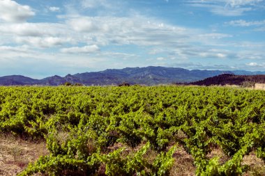 Terra Alta 'daki üzüm bağları. Tarragona vilayeti. İspanya