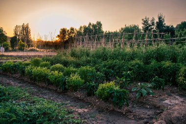 Matarranya 'daki tarlalar. İspanya 'nın Teruel iline bağlı bir bölge.