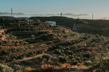 Zeytin terasları. Tarragona 'nın La Fatarella köyü