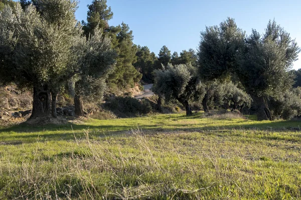 Fält Matarranya Region Provinsen Teruel Spanien — Stockfoto