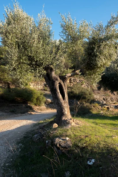 Matarranya 'daki tarlalar. İspanya 'nın Teruel iline bağlı bir bölge.