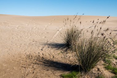 Akdeniz 'deki Ebro Nehri' nin ağzındaki doğal parka giden kuşları izlemek için De Hide 'nin gölgesi.