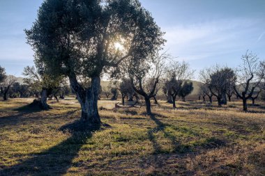 Matarranya 'daki tarlalar. İspanya 'nın Teruel iline bağlı bir bölge.