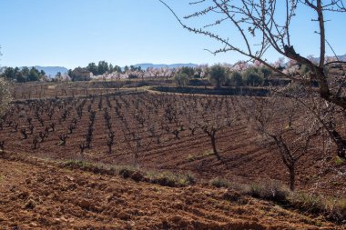 Matarranya 'daki tarlalar. İspanya 'nın Teruel iline bağlı bir bölge.