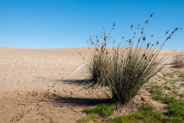 Akdeniz 'deki Ebro Nehri' nin ağzındaki doğal parka giden kuşları izlemek için De Hide 'nin gölgesi.