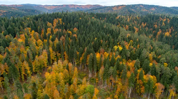Vista Aérea Del Dron Sobre Bosque Otoño Árboles Coloridos Bosque — Foto de Stock
