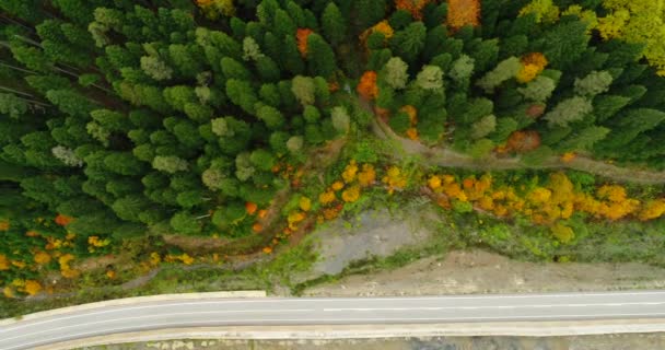 秋の日没時に美しい森の中の山道の4K空撮 森の中の曲がりくねった道の無人機からのトップビュー — ストック動画